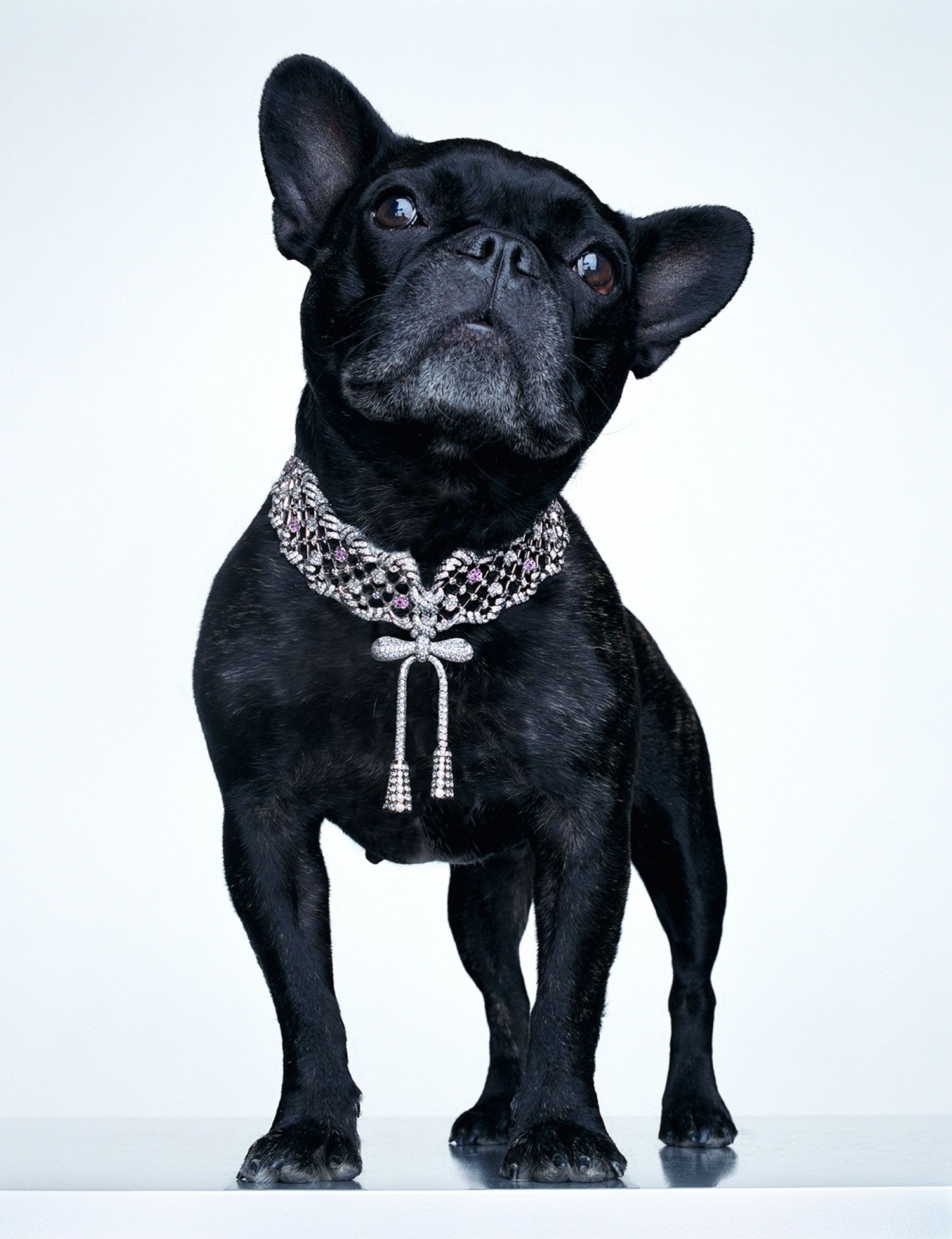 torkil gudnason animal jewelry french bulldog