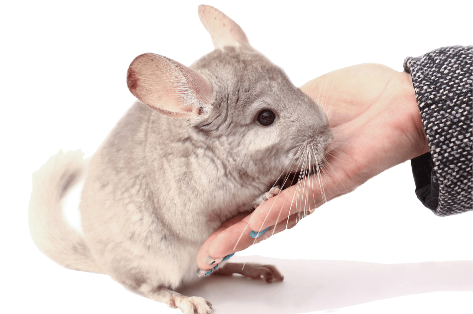 Why chinchillas matter more than gold 5