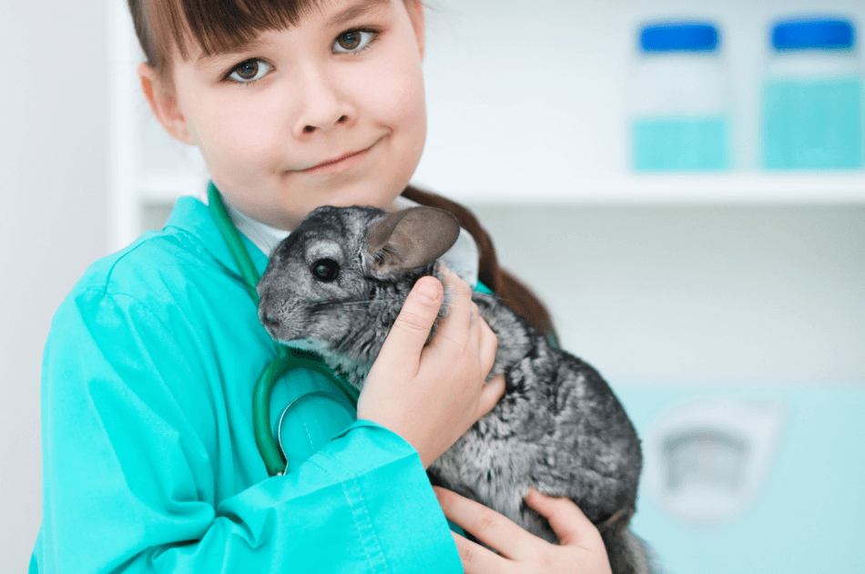 Why chinchillas matter more than gold 6