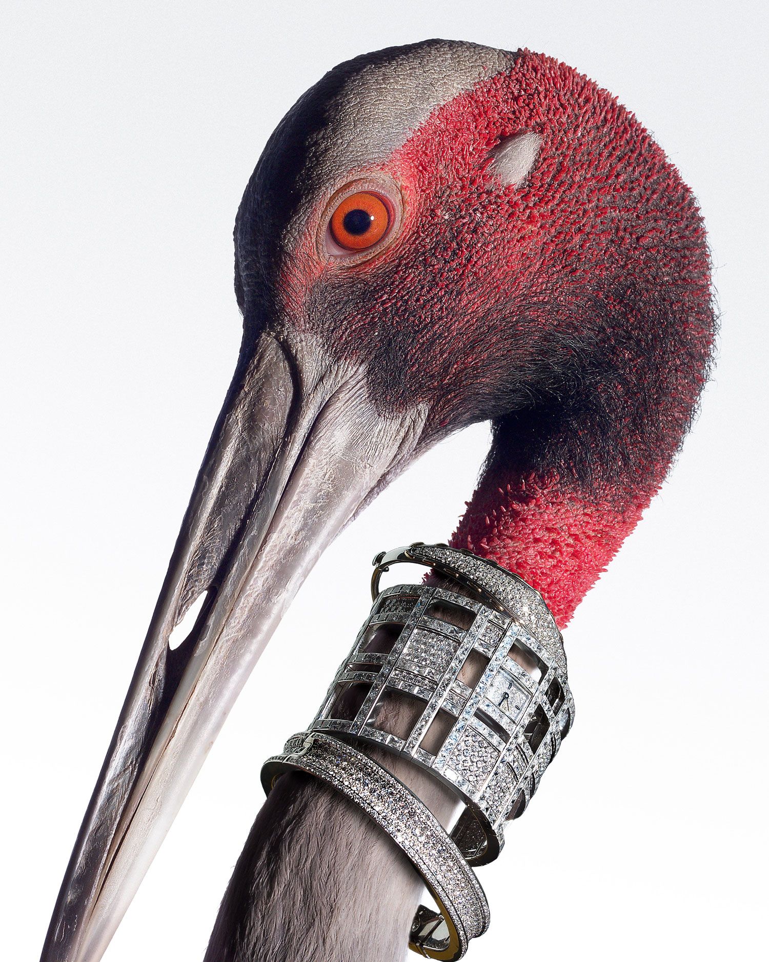 torkil gudnason animal jewelry bracelet ibis