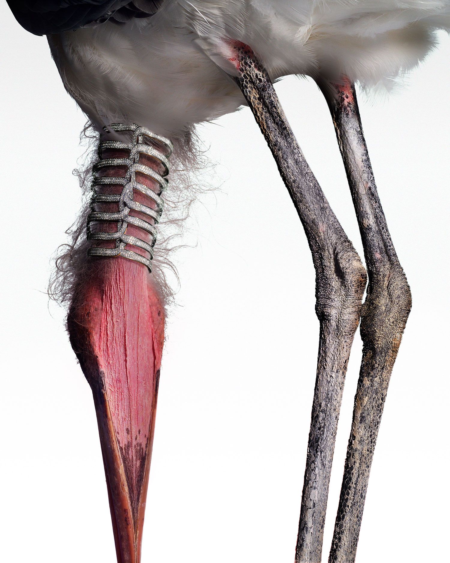 torkil gudnason animal jewelry ibis