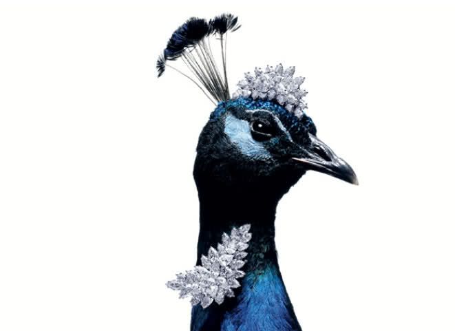 FavoriteAmericanjewelrybrandsHarryWinston.peacock