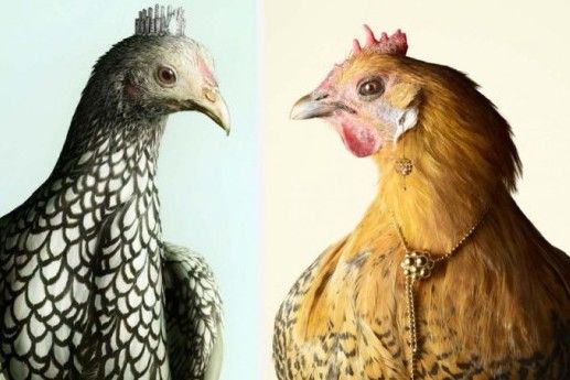 galline gioielli1
