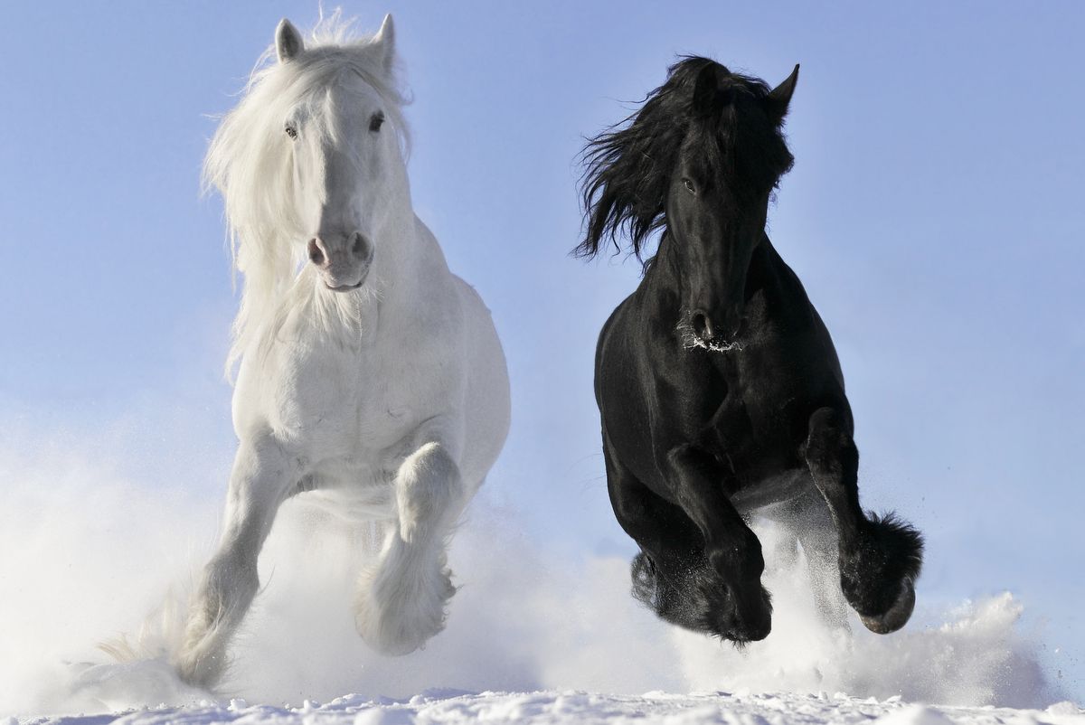 Horses Snow black white Bizzita