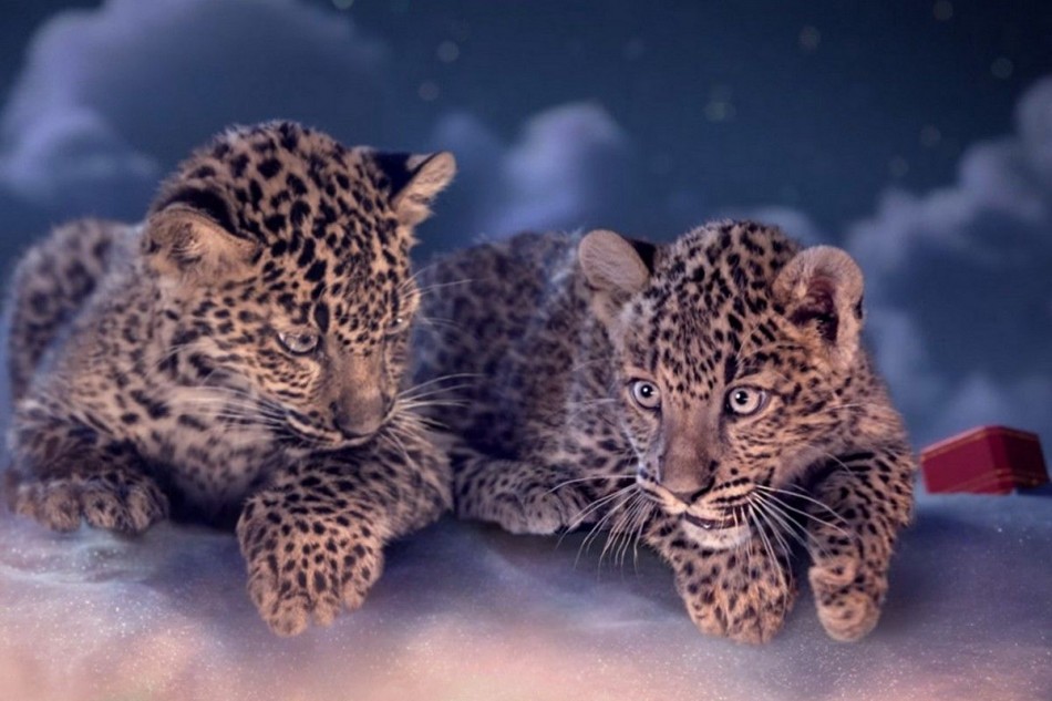 More Cartier? More cute panthers? here it is:
