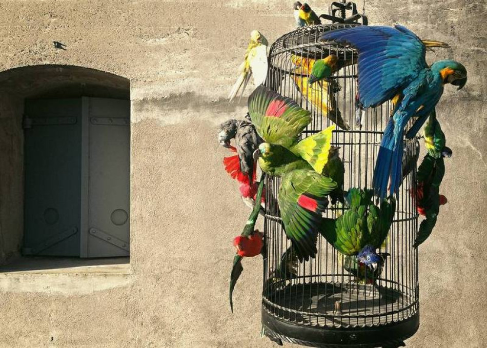Darwin, Sinke & van Tongeren, taxidermy becomes true art. 