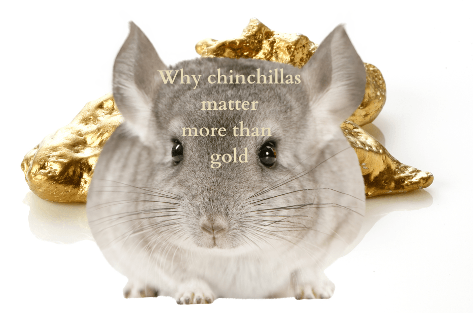 Why chinchillas should be more important than gold.