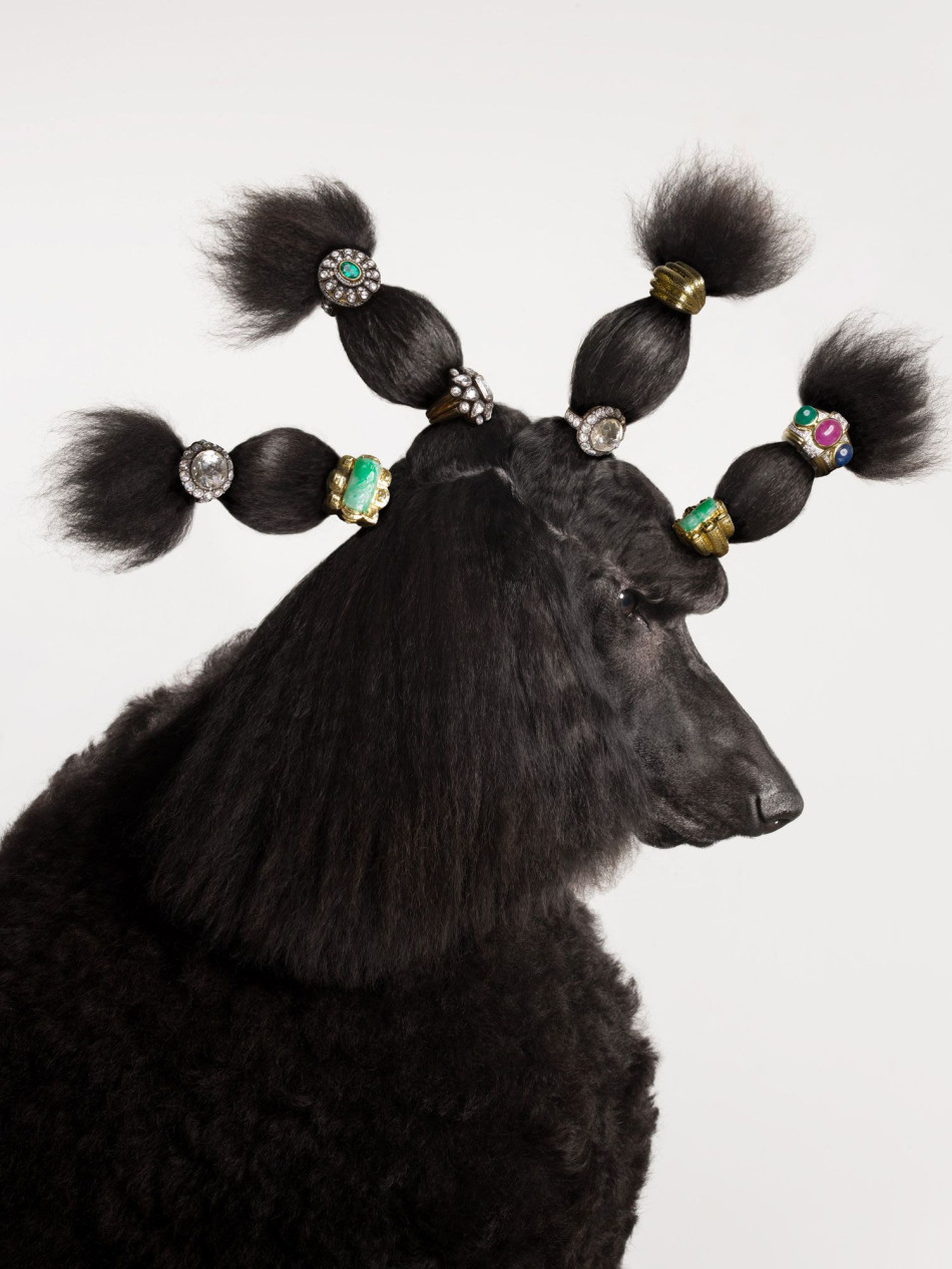 Torkil Gudnason, photographer of jewelry and animals